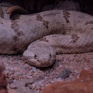 Crotalus mitchellii? - Terarum Praha 2016