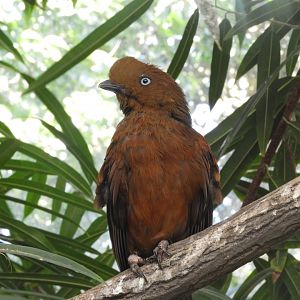 Andean cock-of-the-rock