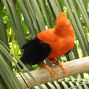 Andean cock-of-the-rock