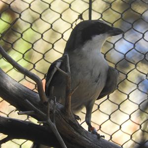 San Clemente loggerhead shrike