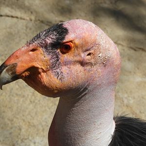 California condor