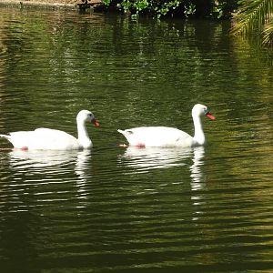 Coscoroba swans