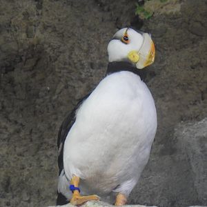 Horned puffin