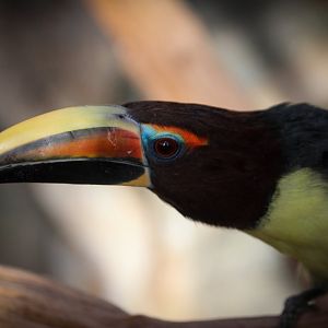 Green Aracari
