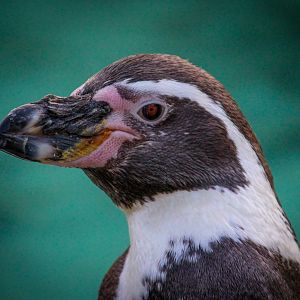 Humboldt Penguin