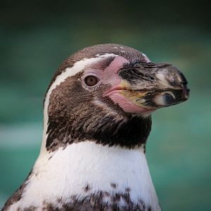 Humboldt Penguin