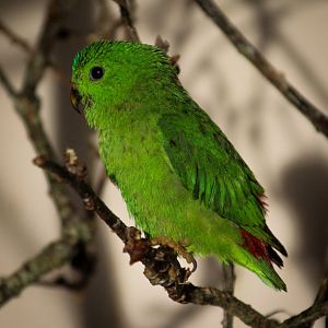 Hanging Parrot
