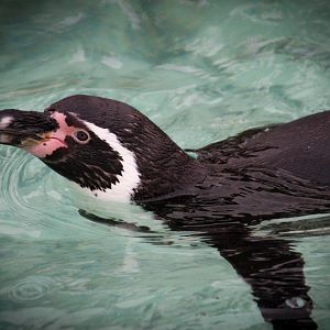 Humboldt Penguin