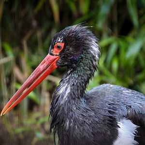 Black Stork
