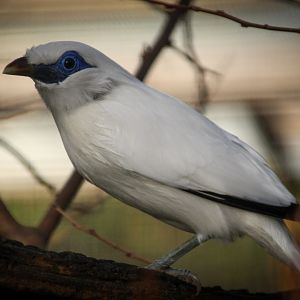 Bali Starling