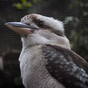 Laughing Kookaburra