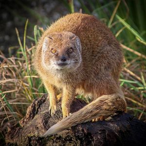 Yellow Mongoose