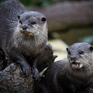 Asian Small-clawed Otters