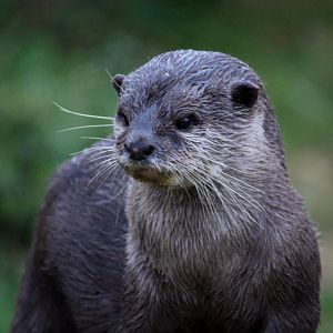 Asian Small-clawed Otter