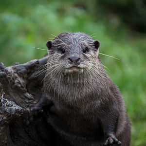 Asian Small-clawed Otter