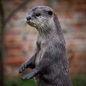 Asian Small-clawed Otter