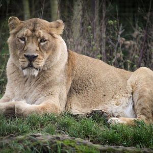 Asiatic Lioness