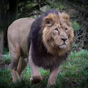 Asiatic Lion