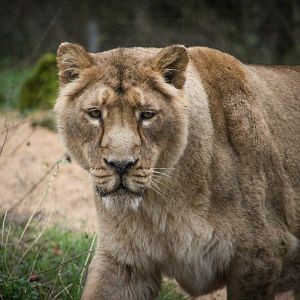 Asiatic Lioness