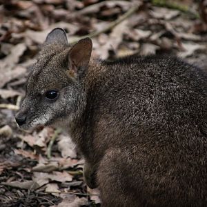Parma Wallaby