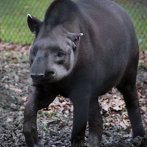 Lowland Tapir