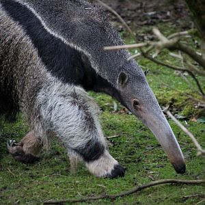 Giant Anteater