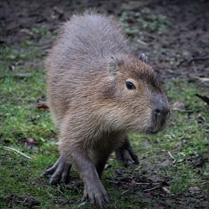 Young Capybara