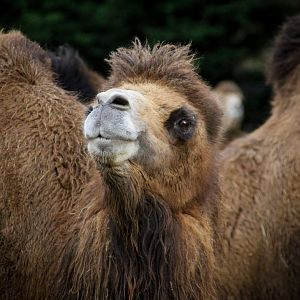 Bactrian Camel