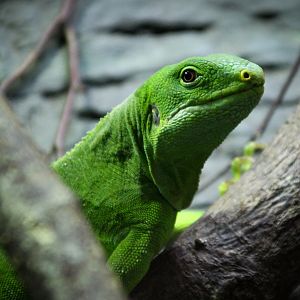 Fiji Banded Iguana