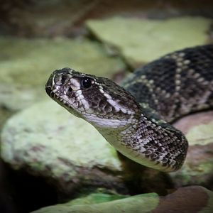 Eastern Diamondback Rattlesnake