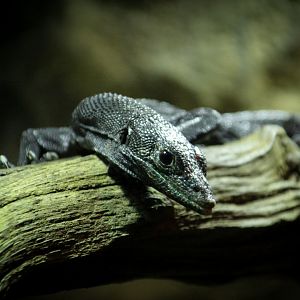 Black Tree Monitor
