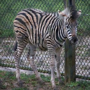 Chapman's Zebra Foal