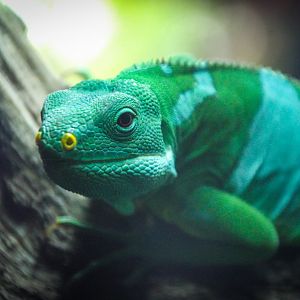 Fiji Banded Iguana