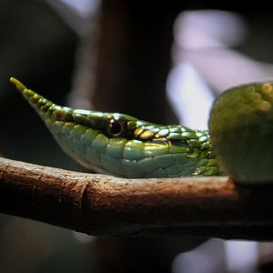 Rhinoceros Rat Snake