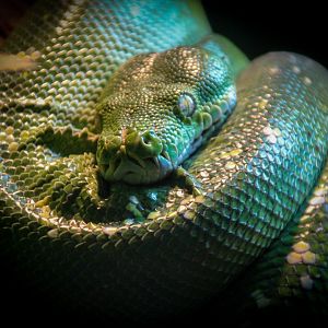 Green Tree Python