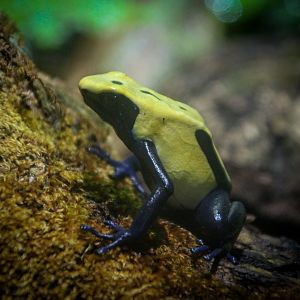 Dyeing Dart Frog
