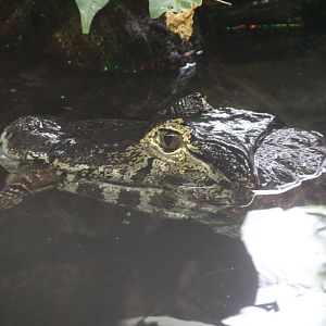 Yacare Caiman with Swift Lizard in its mouth