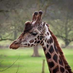 Giraffe