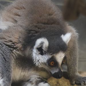 Ring Tailed Lemur