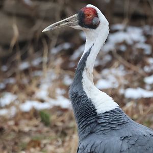 White Naped Crane