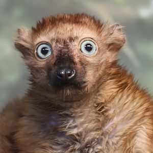 Blue Eyed Black Lemur
