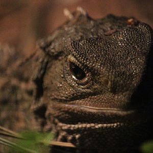 Tuatara