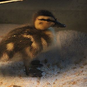 Mallard duckling (rehab bird in entrance building)