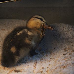 Mallard duckling (rehab bird in entrance building)