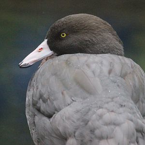 Blue Duck