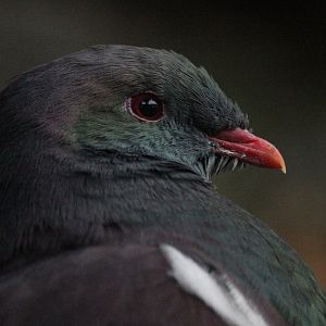 New Zealand Pigeon