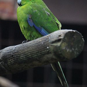 Red-crowned Kakariki
