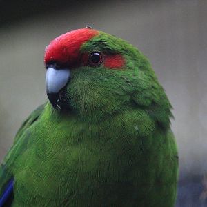 Red-crowned Kakariki