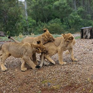 Lion Cubs