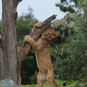 Lion cub